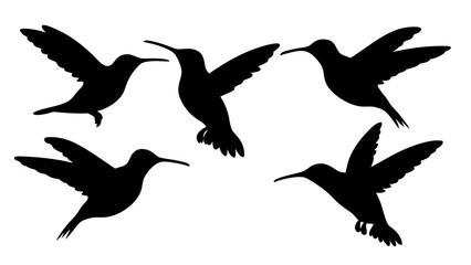 humming bird silhouette vector illustration on tranparent background