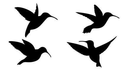 humming bird silhouette vector illustration on tranparent background