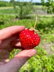 Fresh organic strawberries, juicy berry in hand on the background of garden