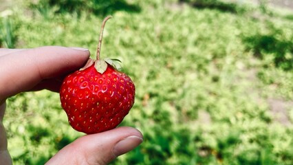 Ripe Red Strawberry Held in Hand Against Lush Green Garden Background
