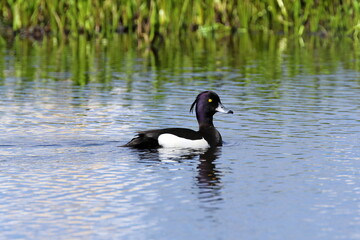 Male Tufted Duck in mating plumage in spring in the north of Western Siberia