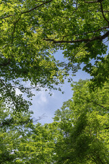 爽やかな新緑の若葉と青空