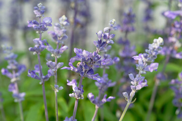lavender flowers in the garden