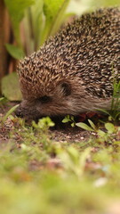 A European hedgehog walks on the grass in the garden