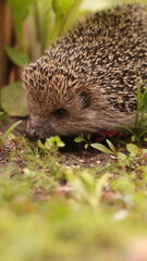 A European hedgehog walks on the grass in the garden © MarinaBernk