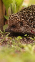 A European hedgehog walks on the grass in the garden