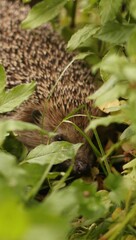 A European hedgehog walks on the grass in the garden