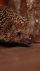 A hedgehog on a wooden floor.Evening
