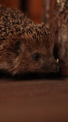 A hedgehog on a wooden floor.Evening

