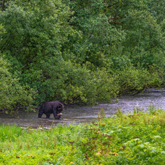 Grizzly bear (Ursus arctos horribilis) fishing and catching a salmon, Fish Creek wildlife observation, Tongass national forest, Alaska, USA.