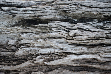 Close-up of textured surface on weathered wooden log