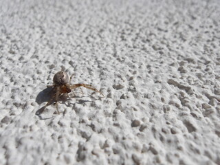 Zygiella spider