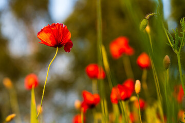 Vibrant red poppies in the golden hour light – a close-up view of a peaceful meadow at sunset, where summer blooms and silence meet in perfect harmony.