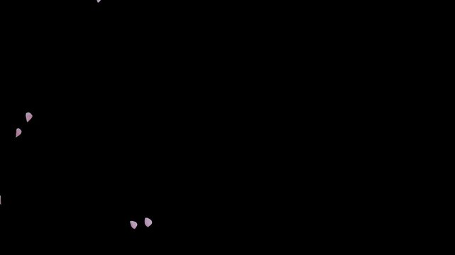 Graceful cherry blossom petal transition on transparent alpha background