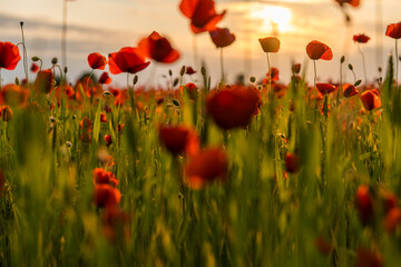 Evening sun lights up red poppies in a tranquil meadow &ndash; close-up scene of floral elegance and gentle wind under a sky turning warm with the colors of dusk.