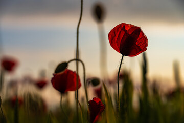 Close-up of poppies glowing under a summer sunset – the warm tones of nature’s end-of-day light...