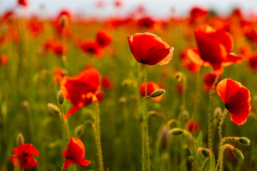 A soft breeze moves through poppies at sunset – close-up of wild red flowers glowing in the golden light, reflecting the calm beauty of a summer evening in the fields.