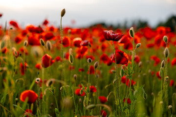 Close-up of a summer meadow with red poppies bathed in golden sunset hues – tranquil countryside atmosphere, where nature whispers in the stillness of dusk.