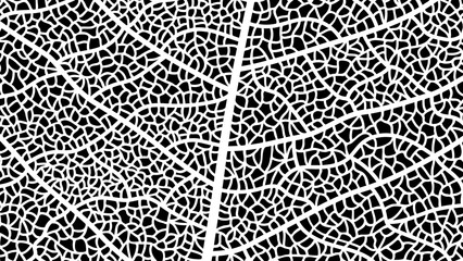 A detailed close up of a white leaf vein structure against a black background texture design art