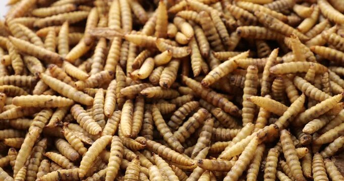 Cinematic focus transition from blur to sharp reveal of nutritious roasted mealworms and maggots as innovative superfood concept