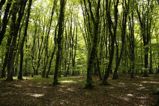 trees in the forest
