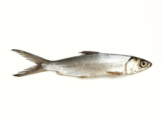 Fresh raw milkfish isolated on white background 