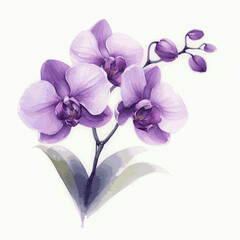 Luminous Orchid Orchid purple isolated watercolor vector illustration svg
