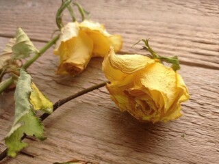 Close up of some dried yellow roses on a wooden table.