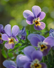 Naklejka premium パンジー
