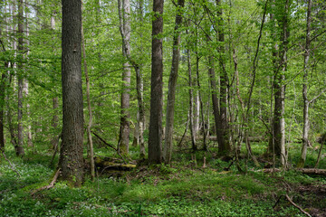 Springtime alder-bog sunny forest with standing water