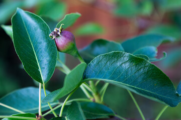 Selective focus closeup of Flemish Beauty pear tree tiny fruit growing in late spring, Quebec City,...