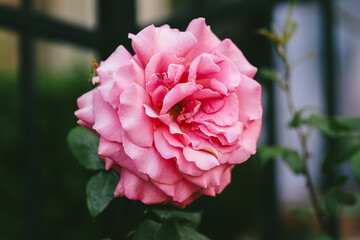 Close-up of blooming pink rose with delicate petals in garden, romantic floral macro, natural rose beauty and soft summer light