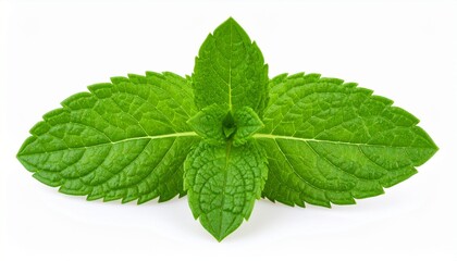 mint leaves isolated on white