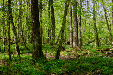 Naklejka premium Springtime alder-bog sunny forest with standing water