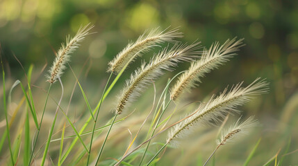 A fresh spring sunny garden background of green grass and blurred foliage bokeh.
