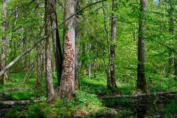 Springtime alder-bog sunny forest with standing water