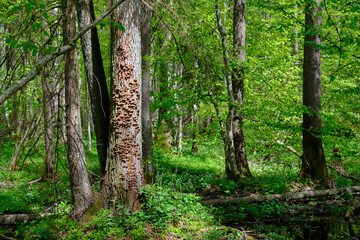Fototapeta premium Springtime alder-bog sunny forest with standing water