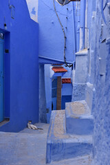 Streets and houses of Chefchaouen, Morocco painted in blue, medieval Unesco heritage