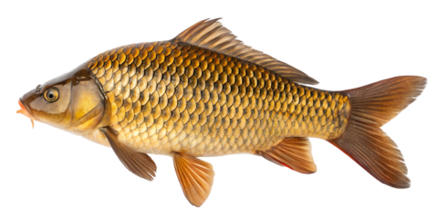 A detailed image of a golden carp fish with shimmering scales and a streamlined body. The fish is positioned against a transparent background.