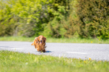 Red Long-haired Dachshund on a sunny summer day. Long-haired dachshund of red color on the way to...