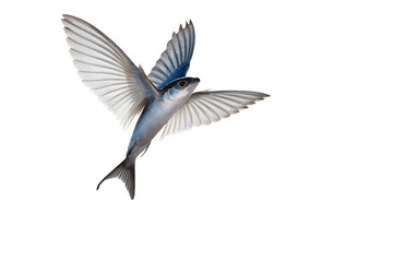 Fototapeta premium A flying fish with large, white wings and a blue-tinted body. The fish is depicted against a transparent background, showcasing its unique features and graceful flight.
