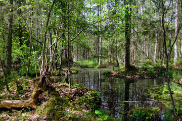Springtime alder-bog sunny forest with standing water
