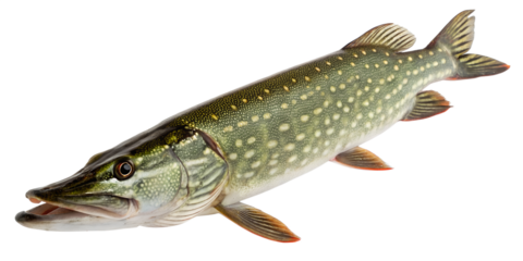 A northern pike fish with a long, slender body and sharp teeth. The fish has a greenish body with light spots and a transparent background.