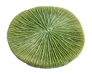A round, green coral with a textured surface and radial lines. The coral is displayed on a transparent background, highlighting its unique shape and details.