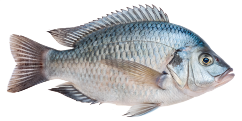 A tilapia fish with a streamlined body and silver-blue scales. The fish is shown against a transparent background, highlighting its features and details.