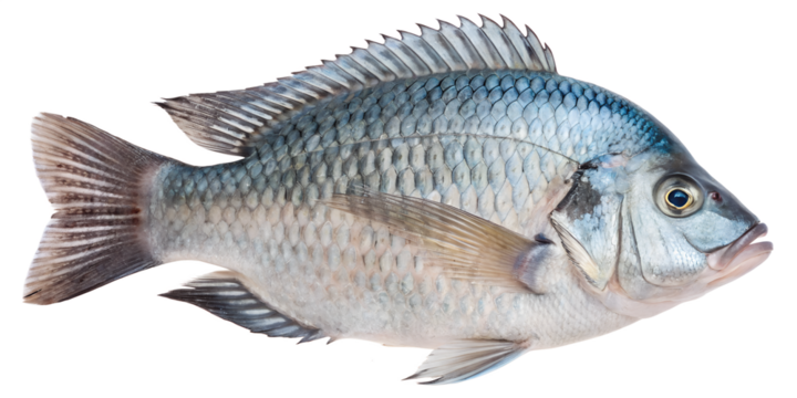 A tilapia fish with a streamlined body and silver-blue scales. The fish is shown against a transparent background, highlighting its features and details.