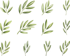 Watercolor Olive Leaf Branch Set. Hand drawn Watercolor Olive Green Leaves Illustration Isolated on White Background