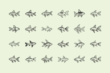 Phoenix Rasbora, aquarium fish line art illustration