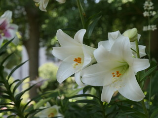 公園の花壇で咲いているユリの花
