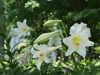 公園の花壇で咲いているユリの花